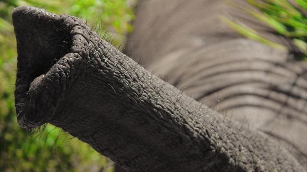 大象鼻子是超级吸盘吸气速度是人类打喷嚏的30倍